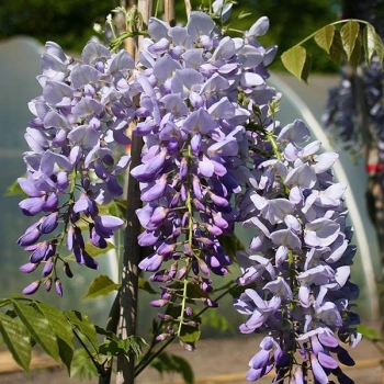 GLICYNIA WISTERIA szczepiona fioletowo - niebieska - sadzonki 120 / 150 cm